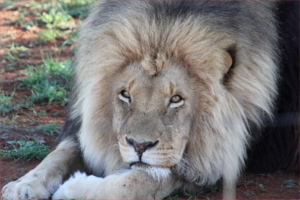 African lion hunting safari