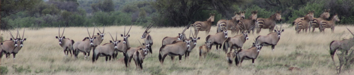 Makhulu gemsbuck(oryx) buck hunting