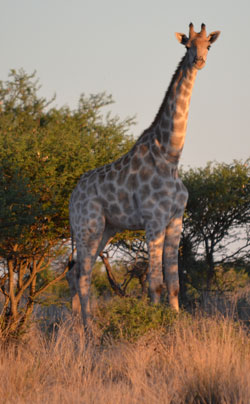 African Wildlife (Giraffe)