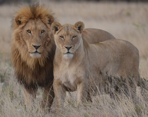 Lion hunting in South Africa