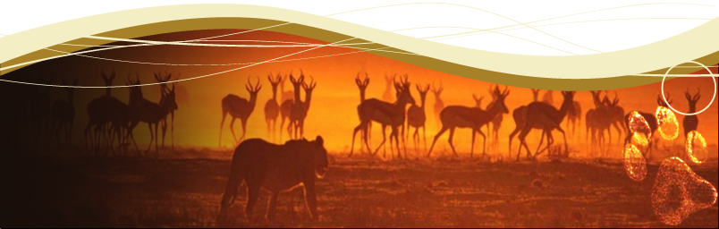 Makhulu Game Lodge and Safari's