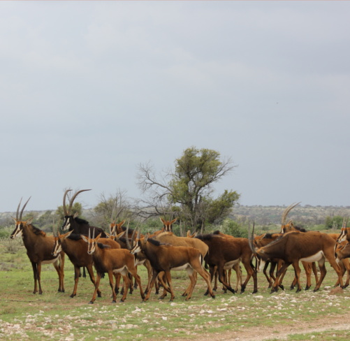 Sable bucks at Makhulu hunting lodge South Africa